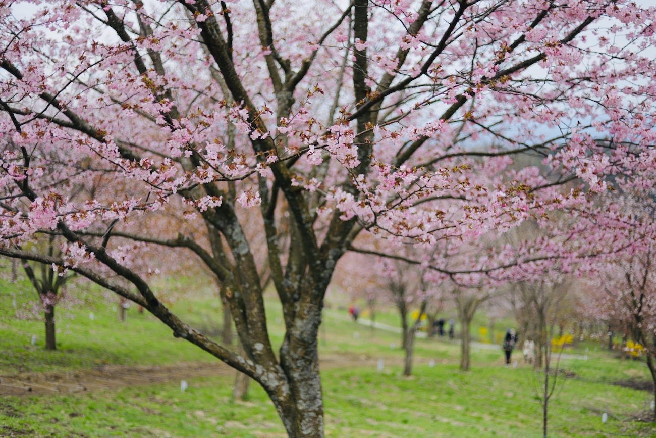 Sakura - song and lyrics by Musica de Yoga